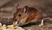 24 Hour & Emergency Exterminators in Depew, NY